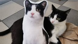 "Weź naszego kota do domu bez formalności". Lubelska kawiarnia z pomysłem na przetrwanie