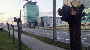 Zniszczone drzewa przy ul. Zana. Ratusz: powiadomimy o tym policję