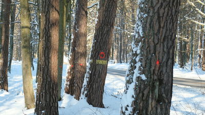 Lasy Kozłowieckie i czerwone kropki. To wyrok na drzewa