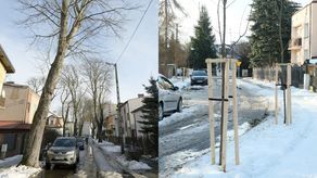 Nie wszyskich zachwyciły drzewa. Interwencja radnej ws. "nasadzeń olbrzymich klonów"