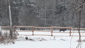 Pierwsza przywieziona krowa z cielakiem, już się aklimatyzują w Lasach Janowskich. Niestety, samica z Podlasia nie wytrzymała transportu.   