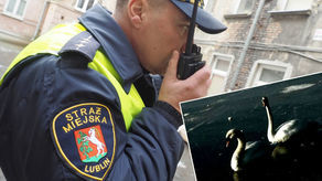 Uwięzione w lodzie Zalewu Zemborzyckiego. Na ratunek łabędziom ruszyli strażnicy i strażacy