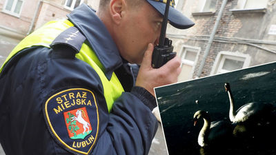 Uwięzione w lodzie Zalewu Zemborzyckiego. Na ratunek łabędziom ruszyli strażnicy i strażacy