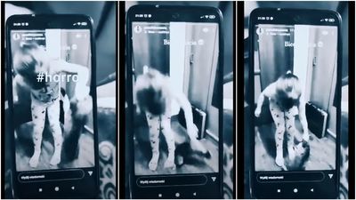 Opiekunka z piekła rodem. 22-latka zachęcała pięciolatkę do katowania kota