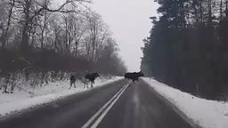 Lubelskie: Łosie spacerowały po szosie. "Zatrzymałam się, żeby podziwiać te piękne zwierzęta"