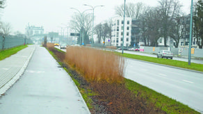 W pewnych miejscach na ul. Wyścigowej najwyższymi roślinami są ozdobne trawy