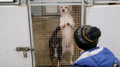 Schronisko dla zwierząt w Lublinie