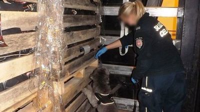 Hrebenne. Taki pudel to skarb. Wyniuchał przemyt na ponad 330 tys. zł