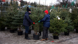 Co zrobić z choinką w doniczce? Lublin chce je przygarnąć
