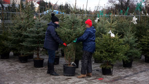 Co zrobić z choinką w doniczce? Lublin chce je przygarnąć