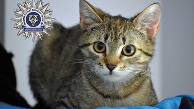 Dręczona przez dziecko kotka dochodzi do siebie. Potrzebne wsparcie