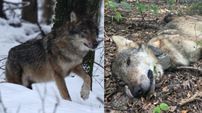 Wilk Kosy żywy i po zastrzeleniu