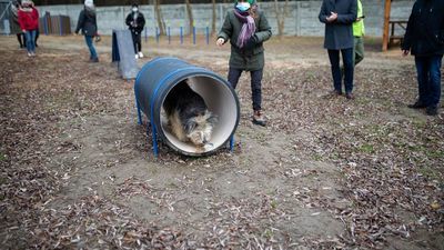 Biała Podlaska: Więcej pieniędzy na bezdomne zwierzęta 