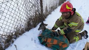Młoda sarna wpadła do rzeki Krzna. Uratowali ją mieszkańcy i strażacy