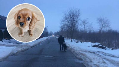 Ten szczeniak został zagryziony w sobotę przez wilczura przy ulicy Świerkowej. Tylko takie zdjęcie udało się zrobić właścicielom zagryzionego szczeniaka. Na zdjęciu pies, który go zagryzł