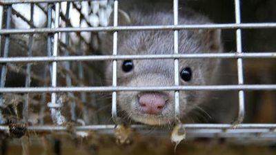 W Puławach potwierdzili koronawirusa u norek. Pierwszy przypadek w Polsce