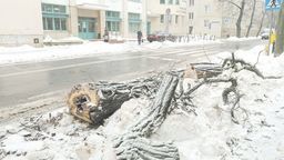 Lublin: Ubywa drzew z ul. Chopina. "Ze ślicznej ulicy robią nam pustynię"