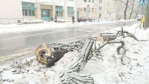 Lublin: Ubywa drzew z ul. Chopina. "Ze ślicznej ulicy robią nam pustynię"