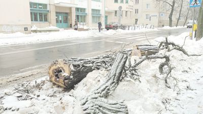Lublin: Ubywa drzew z ul. Chopina. "Ze ślicznej ulicy robią nam pustynię"