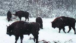 Leśnicy z Janowa Lubelskiego długo czekali na żubry. Przygotowania do ich przyjazdu zaczęły się w czerwcu 2019 roku