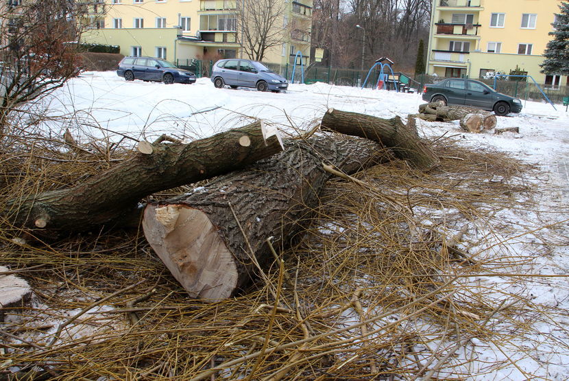 We wtorek nad ranem z osiedla Wróblewskiego usunięto 13 drzew. Według OPEC-u wszystkie były posadzone bez uzgodnień ze spółką i kolidowały z siecią ciepłowniczą