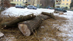 We wtorek nad ranem z osiedla Wróblewskiego usunięto 13 drzew. Według OPEC-u wszystkie były posadzone bez uzgodnień ze spółką i kolidowały z siecią ciepłowniczą