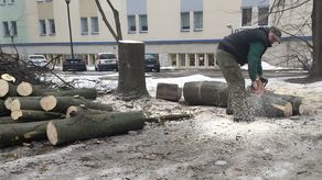 Ostre cięcia na kampusie UMCS. Zniknęło kilkadziesiąt drzew