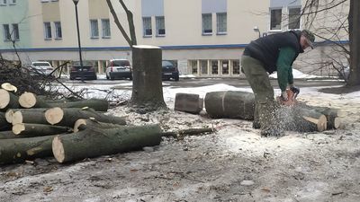 Ostre cięcia na kampusie UMCS. Zniknęło kilkadziesiąt drzew