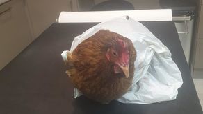 Kazię ktoś wsadził do reklamówki i wyrzucił na śmietnik w Lublinie