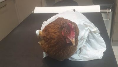 Kazię ktoś wsadził do reklamówki i wyrzucił na śmietnik w Lublinie 