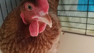 "Kazia odpłaciła się nam za uratowane życie". Kura znaleziona na śmietniku ma się coraz lepiej