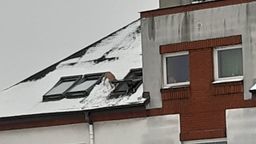 Nietypowa interwencja straży pożarnej w Lublinie "Psy są na dachu"