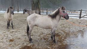 Klacz Motyka. Cena wywoławcza 3800 zł