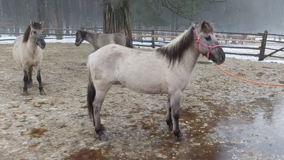 Klacz Motyka. Cena wywoławcza 3800 zł