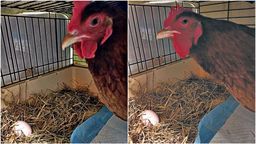 Kazia dumna z pierwszego jajka. Uratowana kura znajdzie nowy dom pod Lublinem