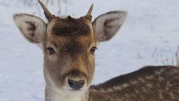 Sarny z lotniska w Świdniku uciekną z celownika? Zarządca terenu chce strzelać, samorząd nie