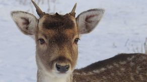 Sarny z lotniska w Świdniku uciekną z celownika? Zarządca terenu chce strzelać, samorząd nie