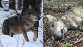 Wilk Kosy żywy i po zastrzeleniu 