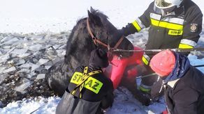 4 zastępy straży, podnośnik, łódź. Tak ratowano konia, który wpadł do stawu 