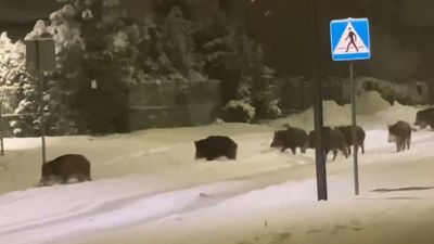 Znowu spotkanie z dzikami w Lublinie. „Jakby były u siebie”