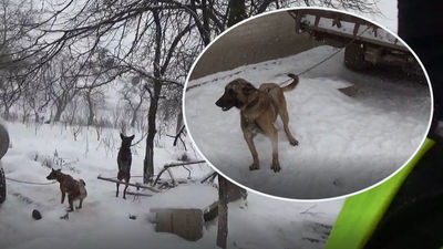 Poniatowa. 18 owczarków na mrozie uwiązanych do drzewa. A to hodowla psów