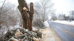 Duże drzewa znikają z ul. Dożynkowej. Ratusz musi posadzić nowe