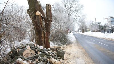 Duże drzewa znikają z ul. Dożynkowej. Ratusz musi posadzić nowe