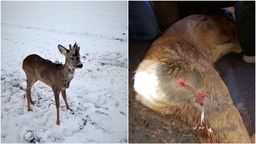 Lubelskie: Psy zaatakowały młodego koziołka. Uratował go leśniczy