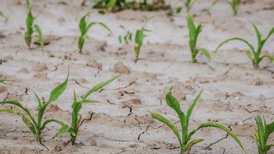 Jesteśmy skazani na susze, bo nie umiemy dbać o wodę