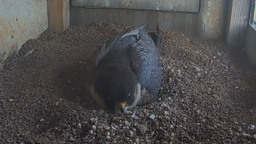 1... 2... 3. jajko sokołów z Wrotkowa