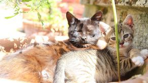 Lublin. Akcja sterylizacji kotów. Znamy adresy lecznic