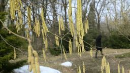 A jednak wiosna. Pierwsze oznaki w Ogrodzie Botanicznym UMCS [zdjęcia]