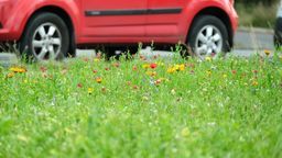 Lublin: W tych miejscach powstaną łąki kwietne