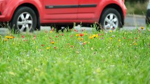 Lublin: W tych miejscach powstaną łąki kwietne